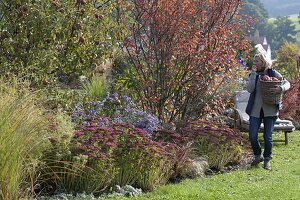 Autumn border with apple tree, rock pear and perennials