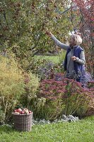 Herbstbeet mit Apfelbaum, Felsenbirne und Stauden