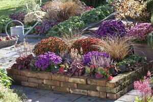 Brick patio bed with Aster dumosus 'Amethyst'