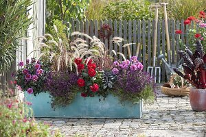 Turquoise tin box with Dahlia Dreamy 'Lips' 'Kiss' 'Nights' (Dahlias)