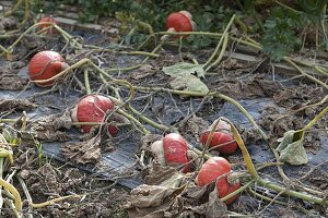 Kürbis 'Mini Red Turban' (Cucurbita)