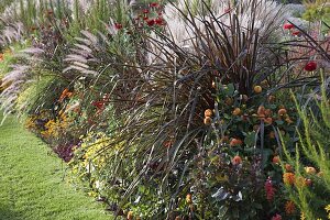 Border with summer flowers and grasses: Pennisetum setaceum 'Rubrum'