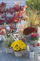 Chrysanthemum 'Kiraz', 'Kilbil' (autumn chrysanthemum), Pennisetum