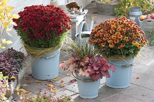 Chrysanthemum 'Balios' 'Kibil'(Herbstchrysantheme), Gaultheria procumbens