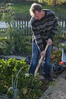 Harveting celeriac in organic garden