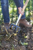 Dahlien im Herbst abschneiden, ausgraben und in Kiste mit Sand einwintern