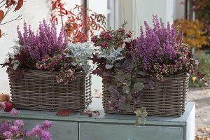 Basket boxes planted in autumn: Erica gracilis Beauty Queen 'Letizia'.