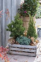 Winter protection for conifers in pots on the terrace