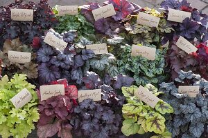 Tableau with heuchera and heucherella (purple bellflower)