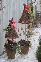 Terracotta - Töpfe bepflanzt mit Skimmia (Frucht - Skimmie), Hedera (Efeu)