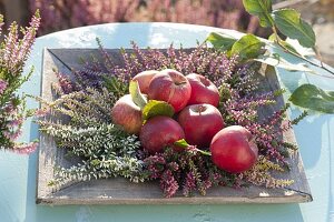 Apples, on wooden plate with Calluna vulgaris
