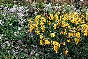 Hemerocallis Hybride 'Golden Chimes' (Taglilien) und Astrantia major (Große Sterndolde)