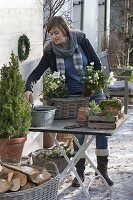 Woman planting basket box with Christmas roses