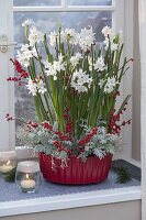 Narcissus Paperwhite 'Ziva' (Tazette daffodils)