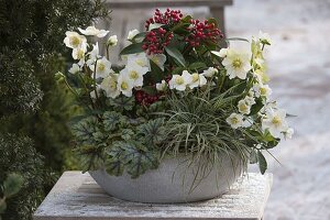 Bowl with Helleborus niger (Christmas roses), Heucherella alba 'Tapestry'