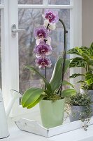 Phalaenopsis 'Dream Diamond' (Malayenblume, Schmetterlingsorchidee)