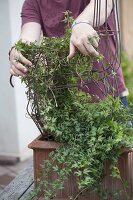 Young man planting ivy on wire frame moose