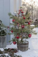 Pinus sylvestris (Kiefer) als lebender Weihnachtsbaum, geschmückt