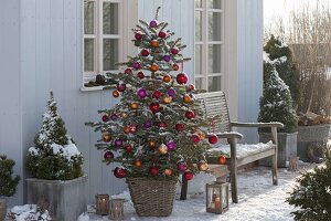 Picea pungens 'Glauca' (Blaue Stechfichte) mit bunten Kugeln