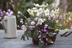 Cyclamen coum (early spring cyclamen) and Helleborus niger