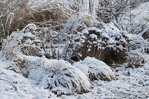 Snowy bed with perennials and grasses