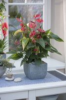 Anthurium andreanum 'Princess Ariana Red' (Flamingoblume)