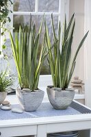 Sansevieria 'Bantel's Sensation' (bow hemp) in silver-grey pots