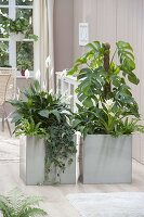 Stainless steel containers as room dividers planted with Philodendron pertusum