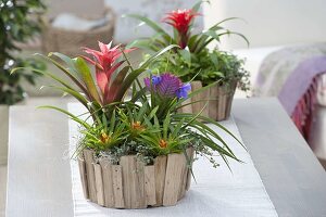 Guzmania lingulata 'Scarlet', 'Theresa', Tillandsia cyanea (Bromelien)