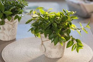 Peperomia angulata 'Rocca Verde' (Zwergpfeffer)