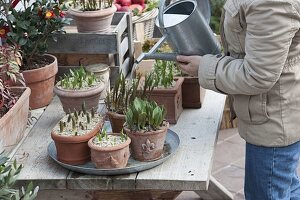 In Töpfen überwinterte Zwiebelblumen regelmässig gießen