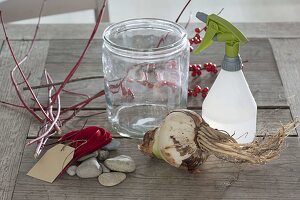 Amaryllis in Glas mit Kieselsteinen gezogen