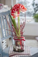 Amaryllis grown in glass with pebbles