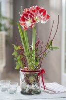 Amaryllis in Glas mit Kieselsteinen gezogen