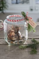 Amaryllis grown in a candy jar on gravel