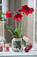 Amaryllis grown on gravel in a candy jar