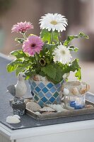 Gerbera pink and white planted together, maritime decorated with shells