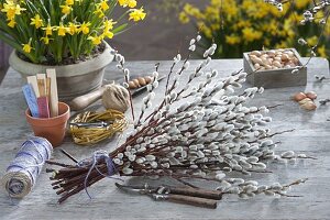 Bouquet of Salix caprea (Palm catkin, catkin willow)