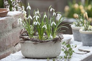 Galanthus (Schneeglöckchen) in grauer Schale mit Kranz aus Zweigen