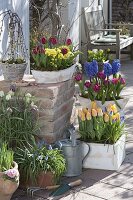 Tulipa 'Curly Sue', 'Lilac Perfection', 'Yellow Star' (Tulpen), Salix caprea 'K