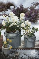 Helleborus niger 'Verboom Double' (Christmas roses) in zinc buckets