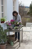 Frau arrangiert rosa Frühlings-Tisch auf der Terrasse