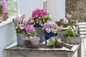 Frau arrangiert rosa Frühlings-Tisch auf der Terrasse