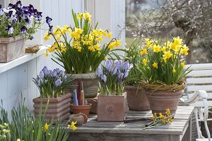 Spring terrace with daffodil and crocuses in terracotta