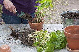 Divide and pot large wasabi plant