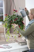 Aeschynanthus 'Mona Lisa' (pubic flower) in hanging pot