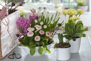 Spring awakening in the room: Bellis (Centaury), Muscari 'Alba'.