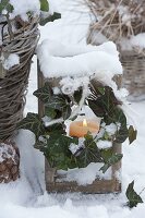 Snowy lantern with tendril of Hedera (ivy)