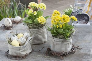 Primula veris (Schluesselblumen, Himmelschlüssel) mit Heu in Stofftaschen