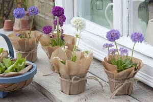 Primula denticulata 'Blaue Auslese', 'Rubin Auslese', 'Alba' (globe primroses)